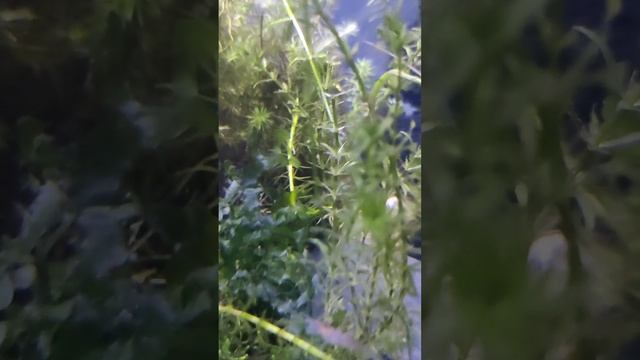 Java mass on drift wood смотреть онлайн