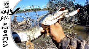За щукой по берегу Оби. Хищник не пропускает китайскую Рудру