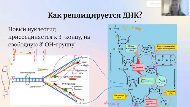 Молекулярная биология для олимпиад / Теломеры и теломераза, основы биохимии ДНК и репликации ДНК