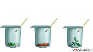 31  Дыхание растений