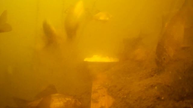 КАРПЫ И КАРАСИ НА ВАЛОКОРДИН! underwater fishing на карася и карпа подводное видео, реакция рыбы!