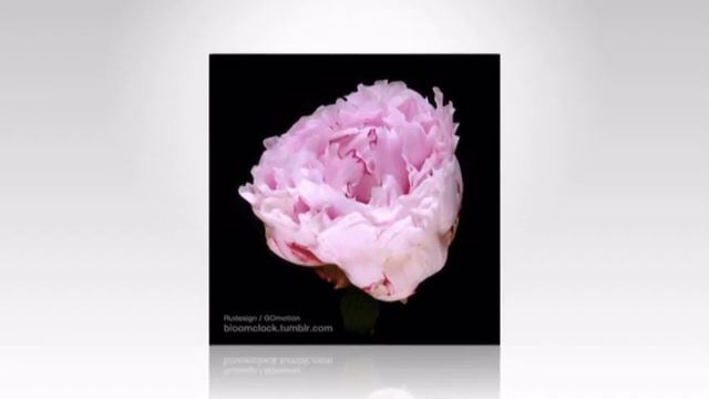 Серенада Цветы смотреть онлайн