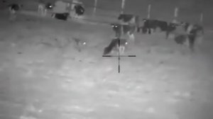 ВОЛКИ НАПАЛИ НА ТЕЛЯТ
