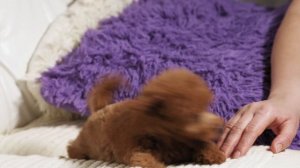 Забавный щенок той-пуделя