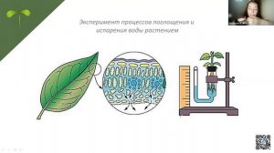 Эксперименты по ботанике | БИОЛОГИЯ ОГЭ 2023
