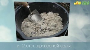 Посадка мяты - как правильно посадить мяту