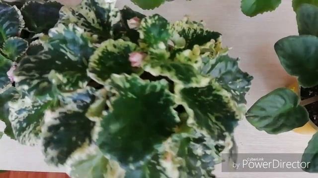 ТРИПСЫ НА ФИАЛКАХ./Моя борьба с трипсами на фиалках.// Ошибка и всё - таки победа!!! смотреть онлайн