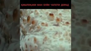кишлокаки ман буй чапоти дора