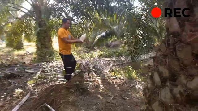 BUAHNYA MUTER KELILING смотреть онлайн