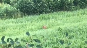 Летом в лесу.