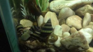 Улитка Хелена поедает катушек