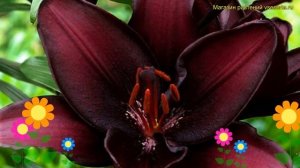 Лилия обыкновенная Маскара. Краткий обзор, описание характеристик lilium Mascara