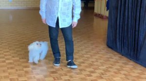 Сиднейский кукольный театр "Петрушка"  в Канберре