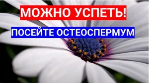 ПОЗДНИЙ ПОСЕВ ОСТЕОСПЕРМУМА - ПЛЮСЫ ВЫРАЩИВАНИЯ ОСТЕОСПЕРМУМА В КОНТЕЙНЕРЕ!