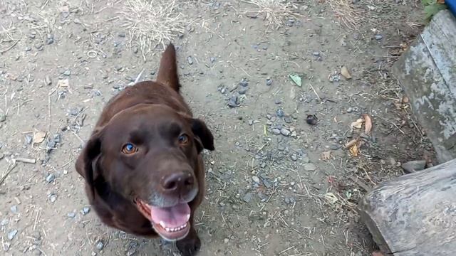 Шведский стол для котят или как кормить котов , чтоб не достала собака смотреть онлайн