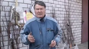 Валерий Панов: Какие сорта вишни?