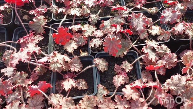 Весна у моїй не опалювальній теплиці. Огляд рослин. смотреть онлайн