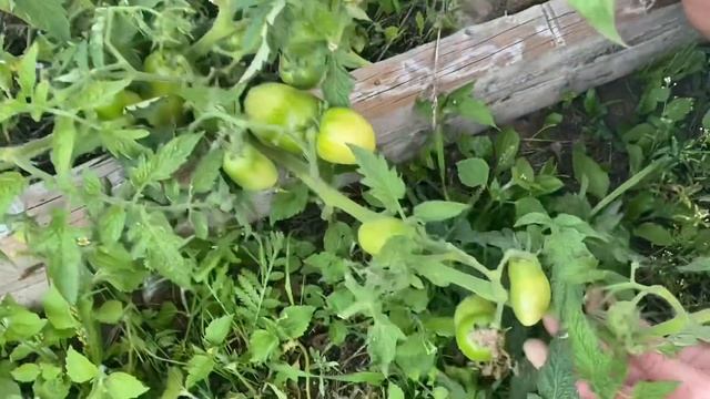 Томаты. 9 урожайных сортов открытого грунта
