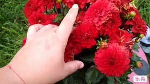 Георгина Гэллери Зингер / Dahlia Gallery Singer