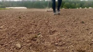 Боронование картофеля