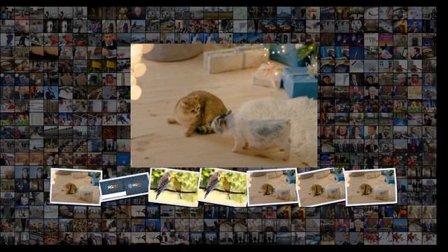 Домашние животные ежегодно приносят Бразилии более 20 млрд долларов смотреть онлайн