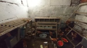 Кролики, куры в подвале гаража. пополнение поголовья, и не много об экономике.