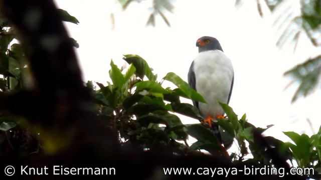 Semiplumbeous Hawk in Costa Rica смотреть онлайн