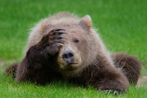 Смешные Кошки, Собаки и Разные Животные, 10 минут смеха #7