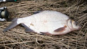 ? КАК ПОЙМАТЬ ЛЕЩА?  СОВЕТЫ НАЧАЮЩИМ.