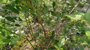 Вот Что будет с Голубикой Если Соблюдать Агротехнику!