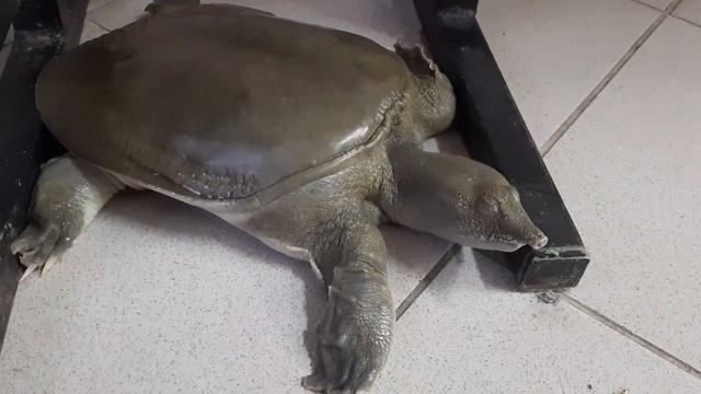 Интересные факты о водных черепахах
