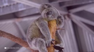 Посмотрите, Как Спят Разные Животные