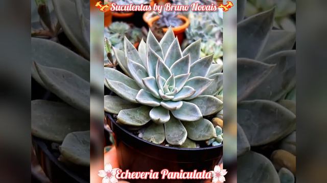 "Echeveria Paniculata" смотреть онлайн