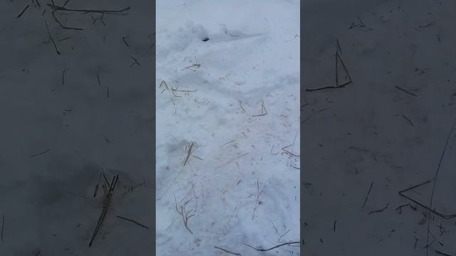 🐈 в гостях.хорошо.а.дома.лучше.