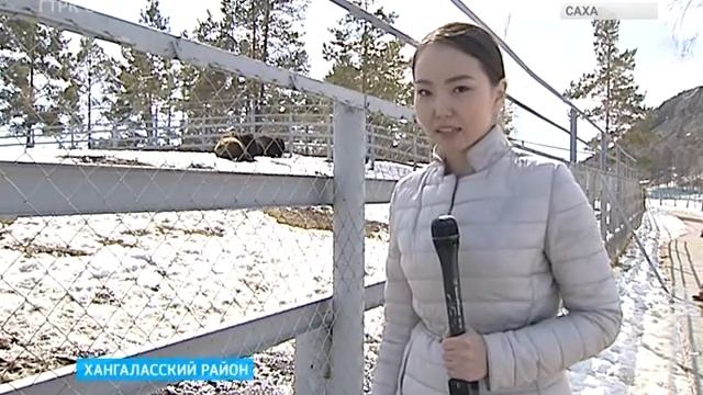 БИЗОНЫ смотреть онлайн