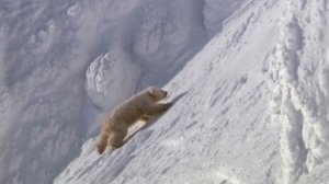 In the animal world-Animals in the North (В мире животных-Животные на Севере)