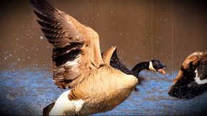 Как летают гуси