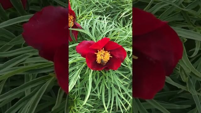 p. tenuifolia var. Yaremko - Parkland Peonies