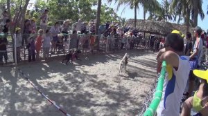 Скачки обезьян на собаках