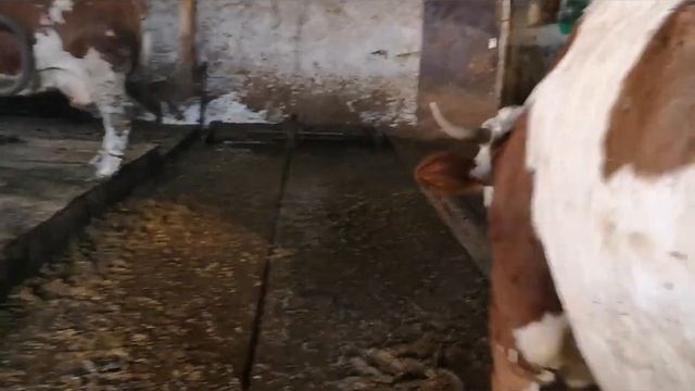 Яйценоскость перепелок никудышная?