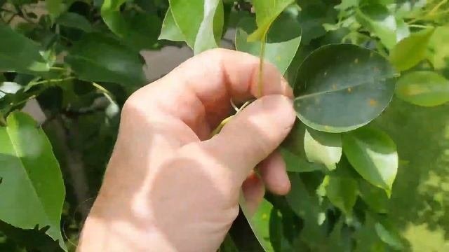 РЖАВЧИНА ГРУШИ. КАК БОРОТЬСЯ С РЖАВЧИНОЙ ГРУШИ.