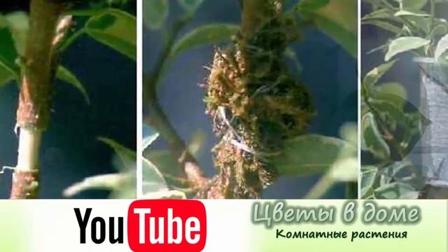 Способы размножения Бугенвиллии в домашних условиях. смотреть онлайн