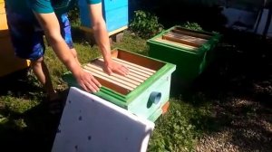 УХОДИМ ОТ РОЕНИЯ- Налёт на МАТОЧНИК с последующим объединением пчелосемей перед ГВ.