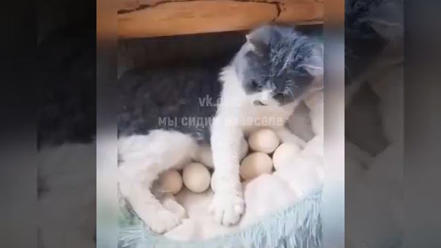 Чего только не бывает на свете... Мама так мама!! смотреть онлайн