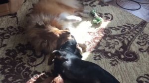 Такса против шелти! Щенок таксы собака драка бой завести таксу охота нападение факты о породе такса