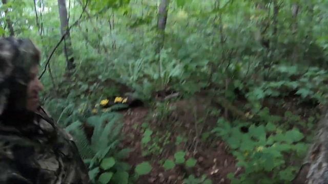 Вешенка лимонная или ильмовик. Грибалочка Хабаровский край, село Маяк 10.08.2020. смотреть онлайн