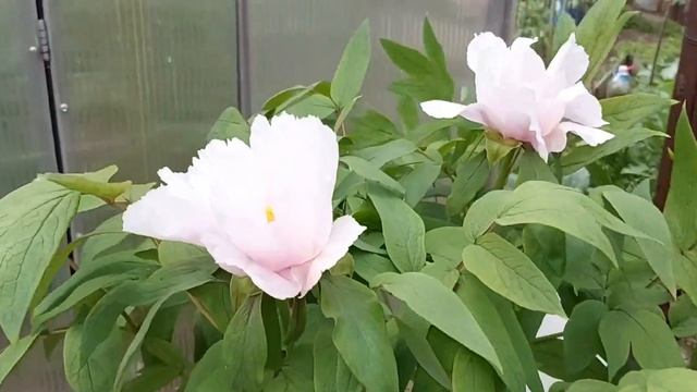 Древовидный пион из семян впервые зацвёл смотреть онлайн