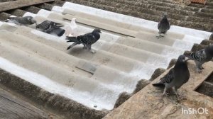 Рассы турецкой таклы и зачем нужны все рассы турецких голубей такла?!