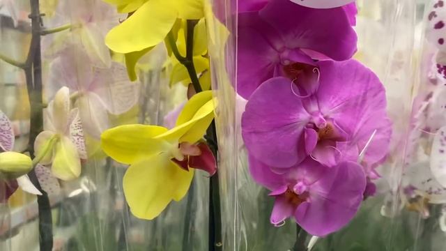 ЖИРНЫЕ ОРХИДЕИ и БУКЕТООБРАЗНЫЕ цветоносы орхидей // ВСЯ палитра крашеные фаленопсисы в ОБИ смотреть онлайн