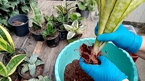 Комнатные растения. Садим черенки сансевьерий.